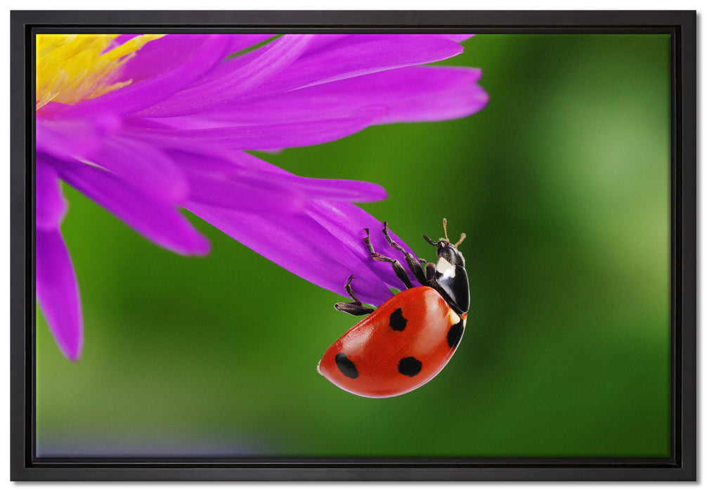 Marienkäfer auf Gerberablüte auf Leinwandbild gerahmt Größe 60x40