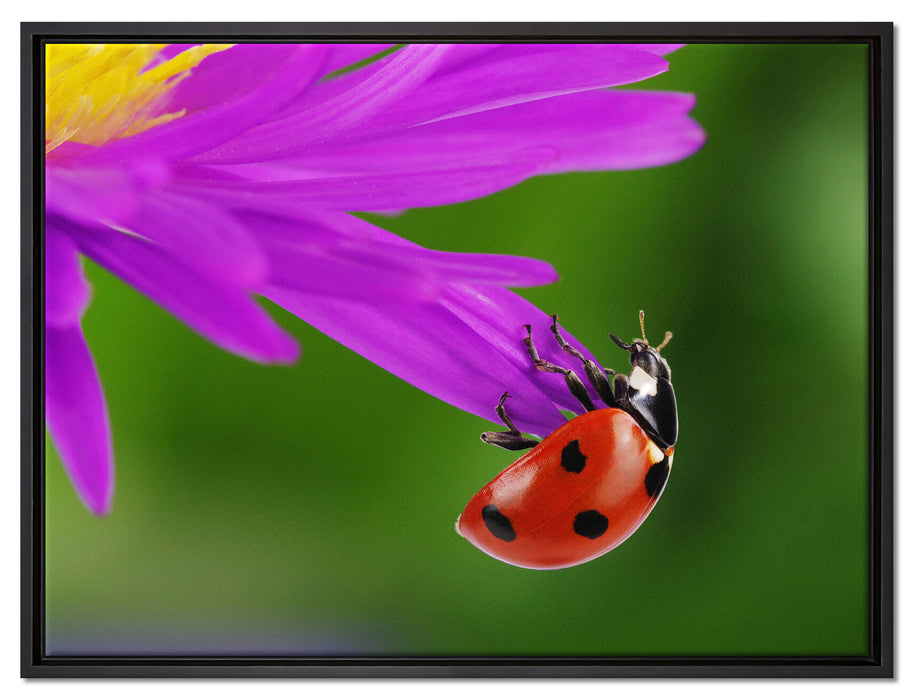 Marienkäfer auf Gerberablüte auf Leinwandbild gerahmt Größe 80x60