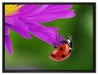 Marienkäfer auf Gerberablüte auf Leinwandbild gerahmt Größe 80x60