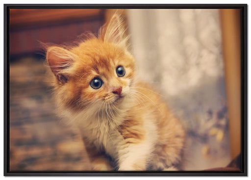 Neugieriges Kätzchen auf Leinwandbild gerahmt Größe 100x70