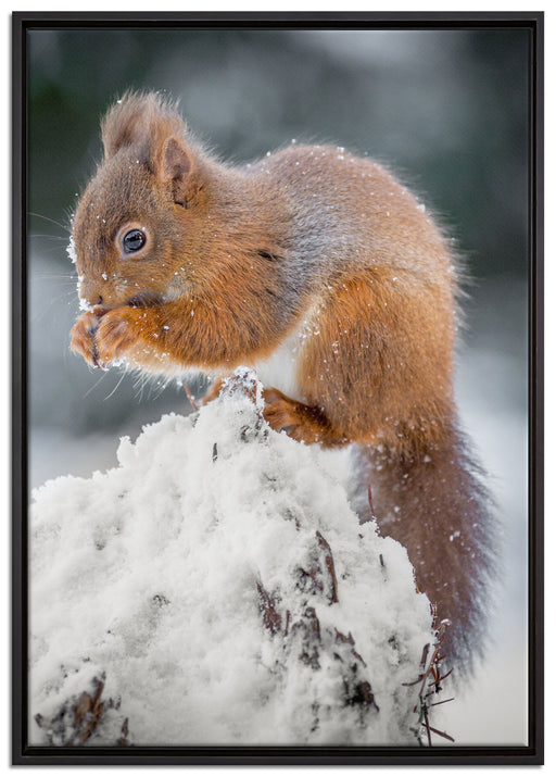 Kleines Eichhörnchen im Winter auf Leinwandbild gerahmt Größe 100x70
