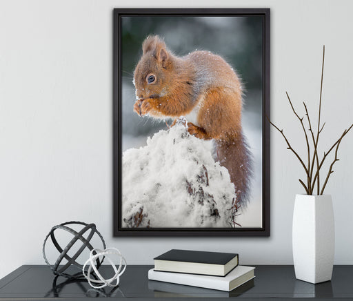 Kleines Eichhörnchen im Winter auf Leinwandbild gerahmt mit Kirschblüten