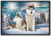 Zwei wilde Huskies auf Leinwandbild gerahmt Größe 100x70