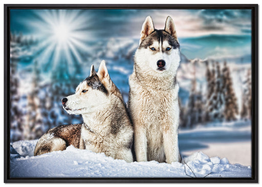 Zwei wilde Huskies auf Leinwandbild gerahmt Größe 100x70