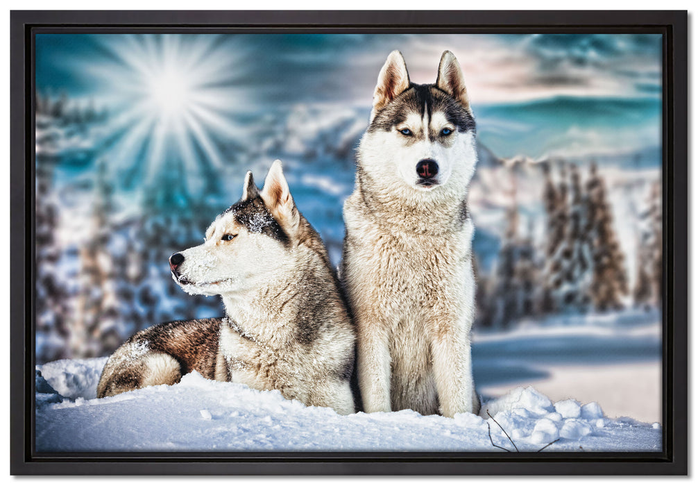 Zwei wilde Huskies auf Leinwandbild gerahmt Größe 60x40
