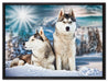 Zwei wilde Huskies auf Leinwandbild gerahmt Größe 80x60