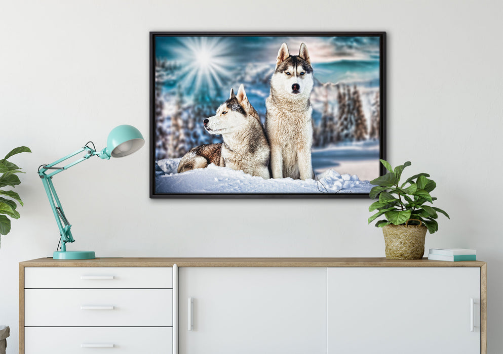 Zwei wilde Huskies auf Leinwandbild gerahmt verschiedene Größen im Wohnzimmer
