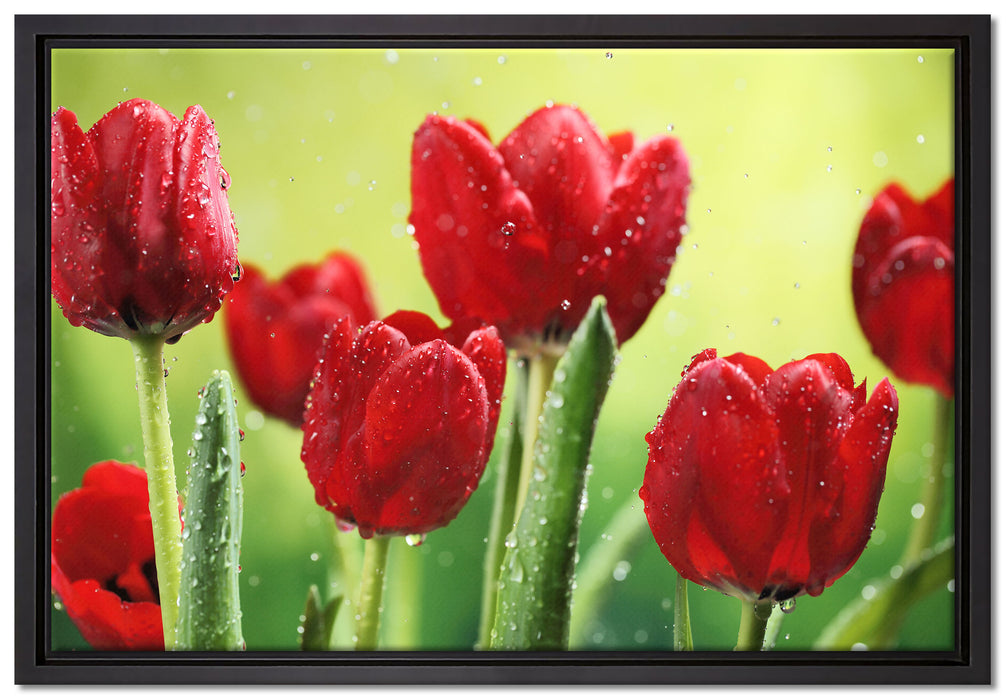 Rote Tulpen mit Tropfen bedeckt auf Leinwandbild gerahmt Größe 60x40
