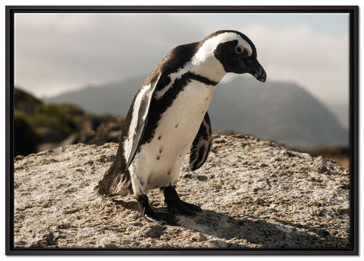 Afrikanischer Pinguin beobachtet auf Leinwandbild gerahmt Größe 100x70