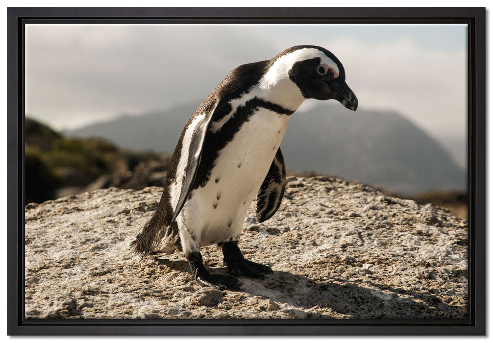 Afrikanischer Pinguin beobachtet auf Leinwandbild gerahmt Größe 60x40