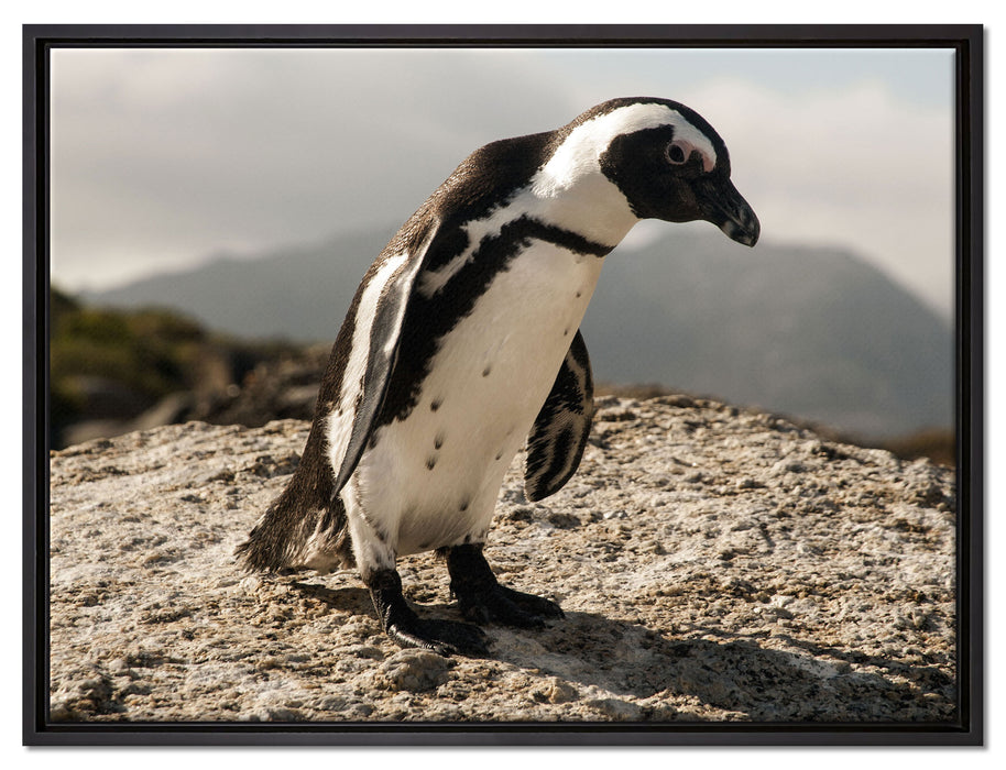 Afrikanischer Pinguin beobachtet auf Leinwandbild gerahmt Größe 80x60