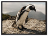 Afrikanischer Pinguin beobachtet auf Leinwandbild gerahmt Größe 80x60