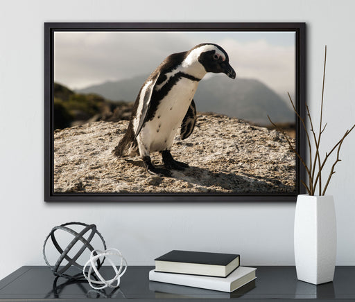 Afrikanischer Pinguin beobachtet auf Leinwandbild gerahmt mit Kirschblüten