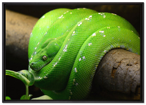 Grüne exotische Schlange auf Leinwandbild gerahmt Größe 100x70