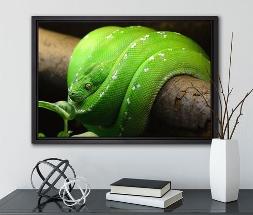 Grüne exotische Schlange auf Leinwandbild gerahmt mit Kirschblüten