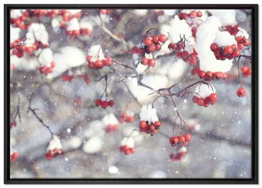 Vogelbeeren mit Schnee bedeckt auf Leinwandbild gerahmt Größe 100x70