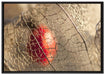 Rote Physalis auf Leinwandbild gerahmt Größe 100x70