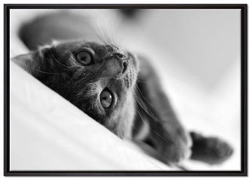 Niedliche Katze liegt im Bett auf Leinwandbild gerahmt Größe 100x70