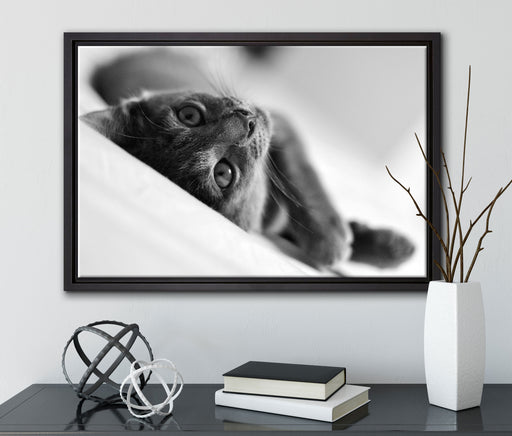 Niedliche Katze liegt im Bett auf Leinwandbild gerahmt mit Kirschblüten