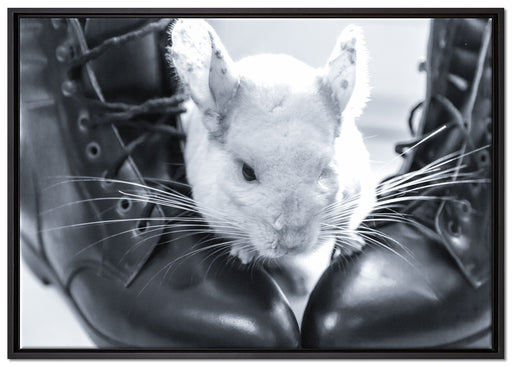 Chinchilla zwischen Schuhen auf Leinwandbild gerahmt Größe 100x70