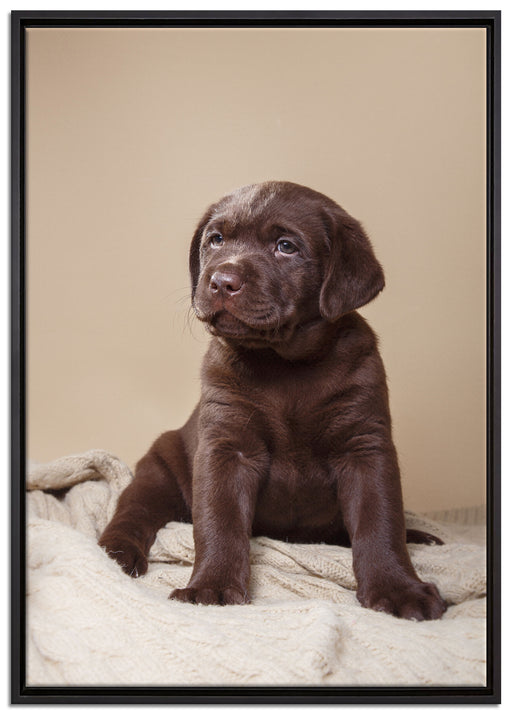 Hundewelpe auf Pullovern auf Leinwandbild gerahmt Größe 100x70