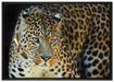 Prächtiger Leopard auf Leinwandbild gerahmt Größe 100x70