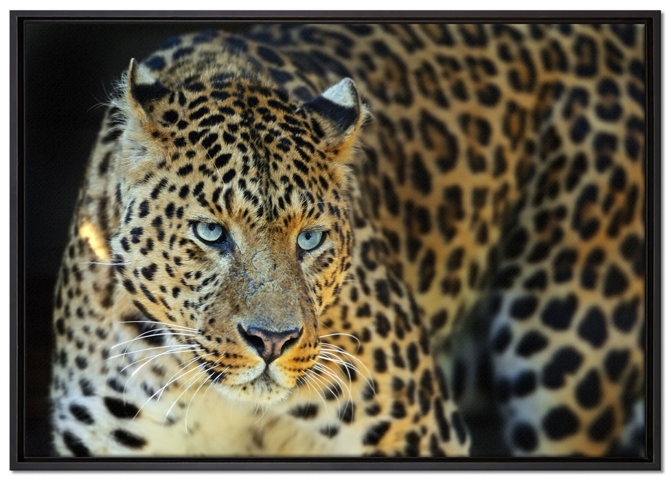 Prächtiger Leopard auf Leinwandbild gerahmt Größe 100x70