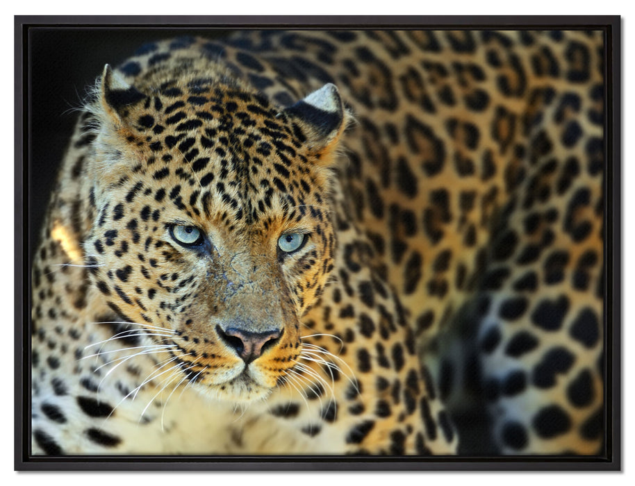 Prächtiger Leopard auf Leinwandbild gerahmt Größe 80x60