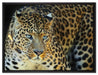 Prächtiger Leopard auf Leinwandbild gerahmt Größe 80x60