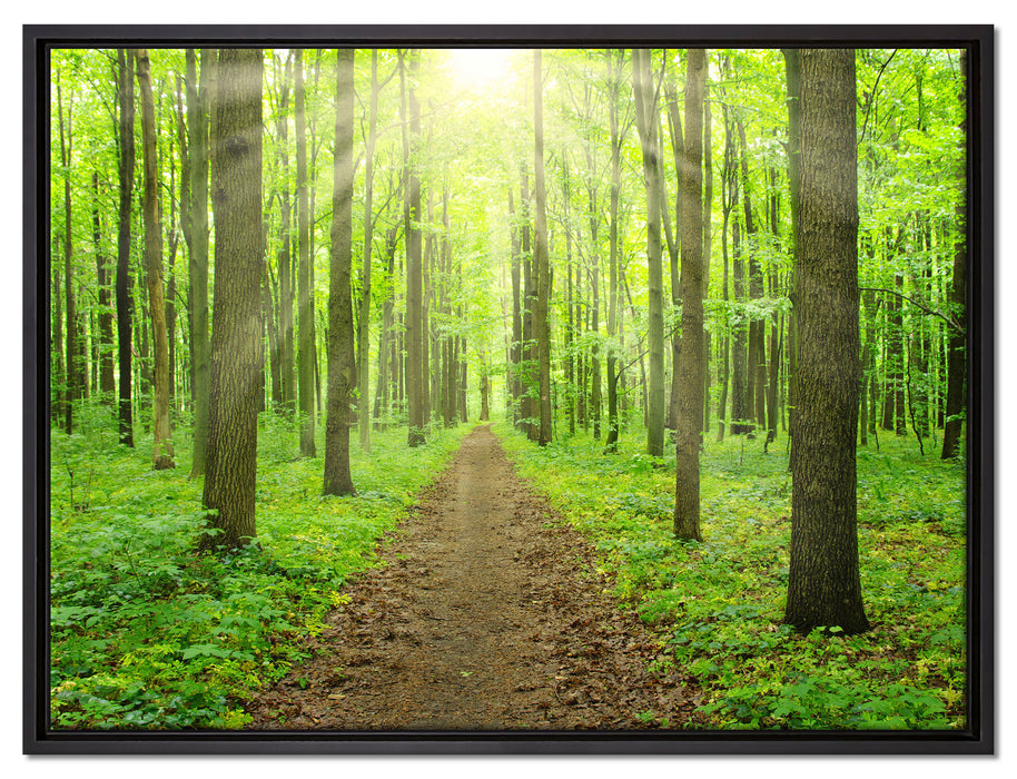 Sonne im Wald auf Leinwandbild gerahmt Größe 80x60