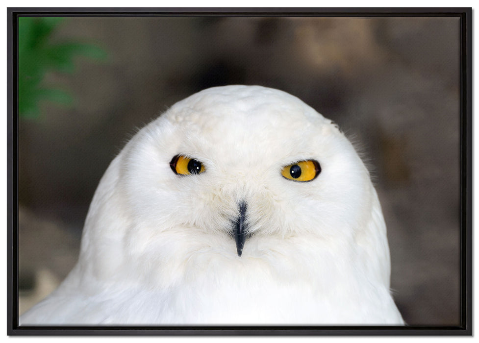 Prächtige schneeweiße Eule auf Leinwandbild gerahmt Größe 100x70