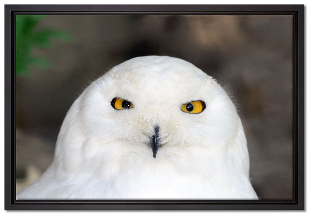 Prächtige schneeweiße Eule auf Leinwandbild gerahmt Größe 60x40