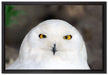 Prächtige schneeweiße Eule auf Leinwandbild gerahmt Größe 60x40