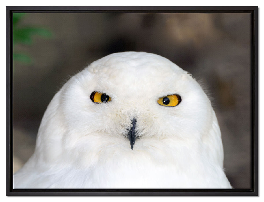 Prächtige schneeweiße Eule auf Leinwandbild gerahmt Größe 80x60