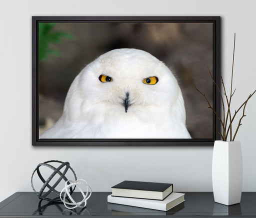 Prächtige schneeweiße Eule auf Leinwandbild gerahmt mit Kirschblüten