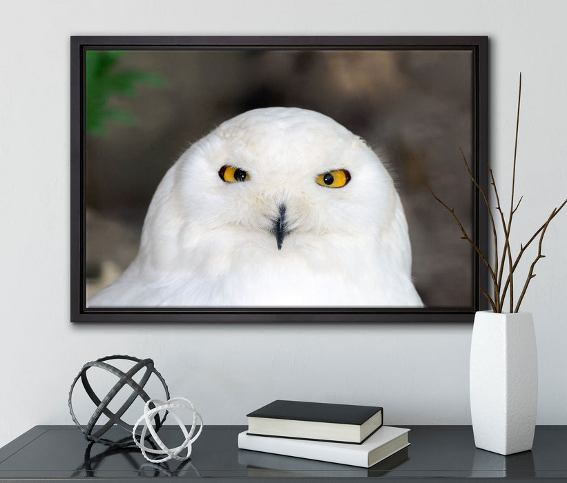 Prächtige schneeweiße Eule auf Leinwandbild gerahmt mit Kirschblüten