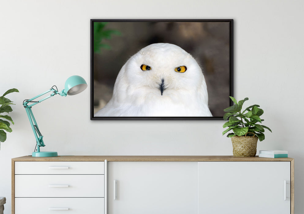 Prächtige schneeweiße Eule auf Leinwandbild gerahmt verschiedene Größen im Wohnzimmer