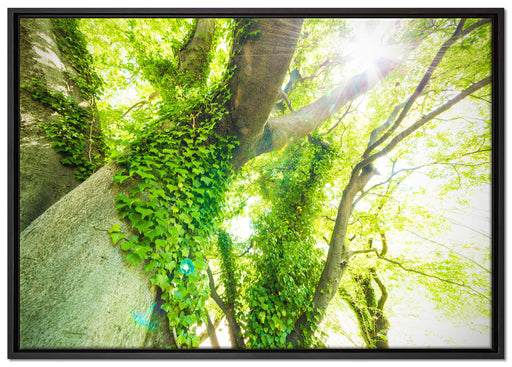 Baum im Sonnenlicht auf Leinwandbild gerahmt Größe 100x70
