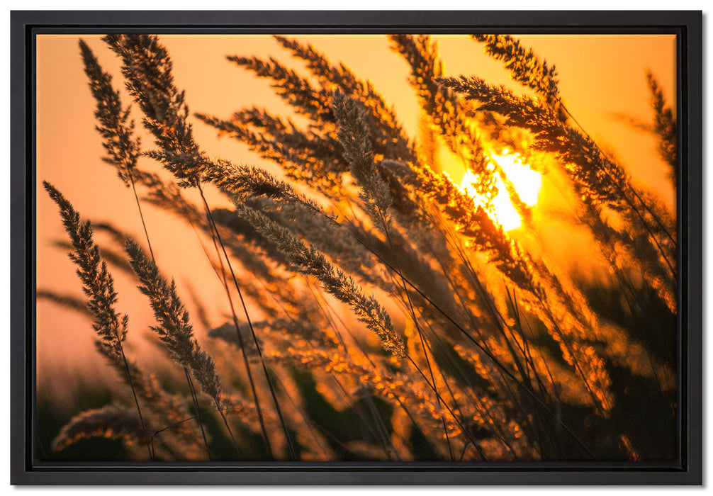 Schilf auf Leinwandbild gerahmt Größe 60x40