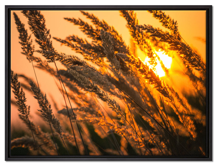 Schilf auf Leinwandbild gerahmt Größe 80x60