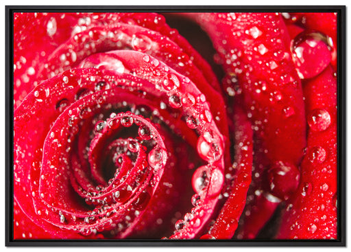 Rose mit Wassertropfen auf Leinwandbild gerahmt Größe 100x70