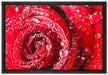 Rose mit Wassertropfen auf Leinwandbild gerahmt Größe 60x40