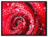 Rose mit Wassertropfen auf Leinwandbild gerahmt Größe 80x60