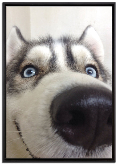 Glücklicher Husky auf Leinwandbild gerahmt Größe 100x70