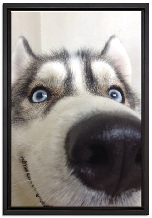Glücklicher Husky auf Leinwandbild gerahmt Größe 60x40