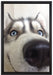 Glücklicher Husky auf Leinwandbild gerahmt Größe 60x40