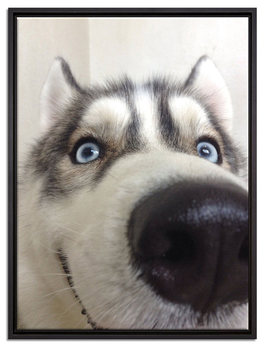 Glücklicher Husky auf Leinwandbild gerahmt Größe 80x60