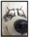Glücklicher Husky auf Leinwandbild gerahmt Größe 80x60