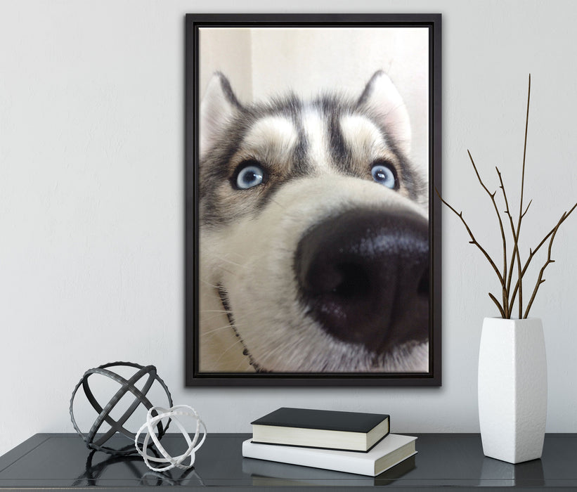 Glücklicher Husky auf Leinwandbild gerahmt mit Kirschblüten
