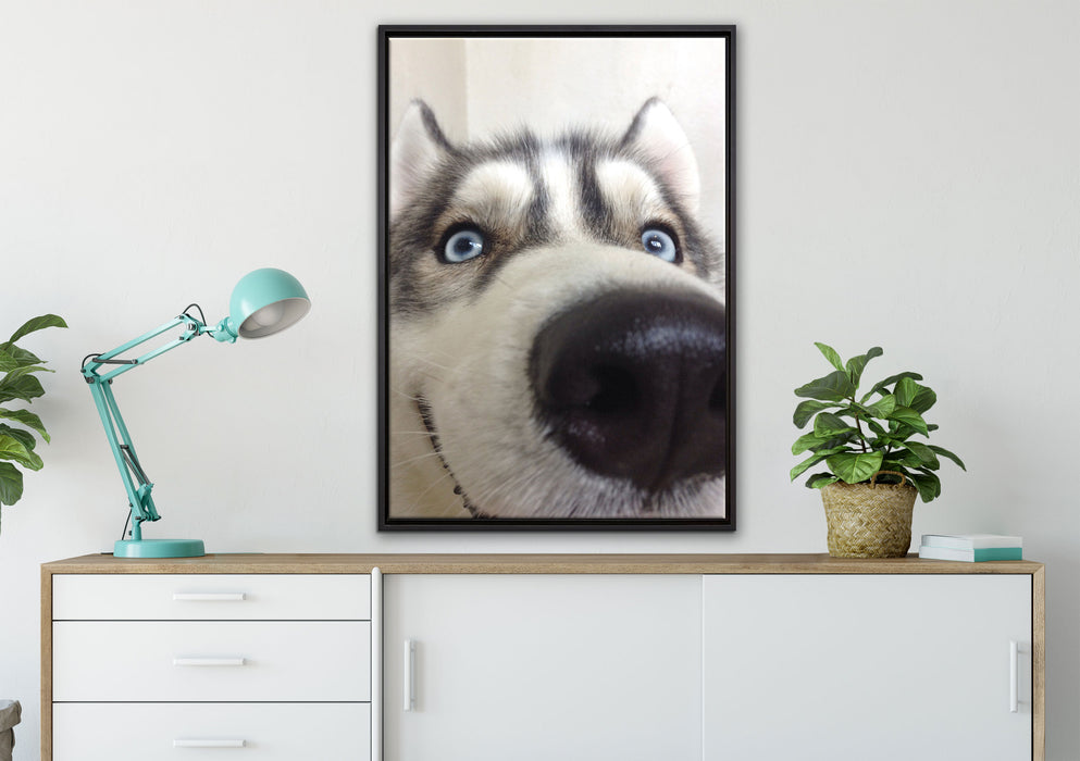 Glücklicher Husky auf Leinwandbild gerahmt verschiedene Größen im Wohnzimmer